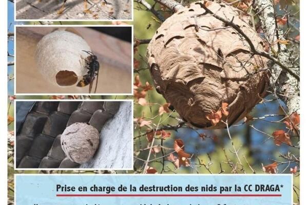 Frelon asiatique : vigilance sur notre territoire